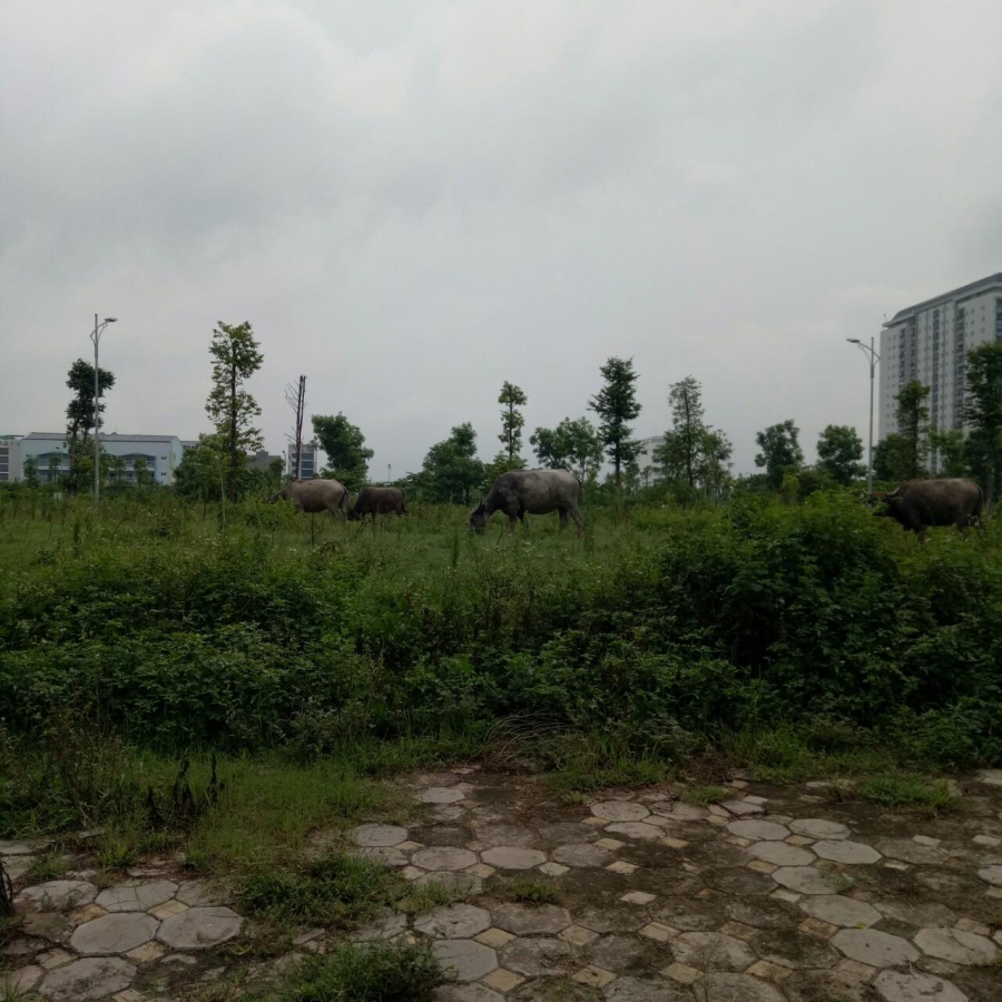 Biệt thự nhìn sân Goft Thanh Hà giá rẻ cho nhà đầu tư