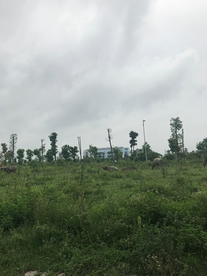 BÁN ĐẤT ĐÀ LẠT
